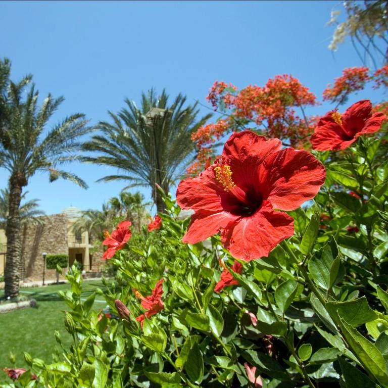 Jewels Sahara Boutique Resort Hurghada Esterno foto